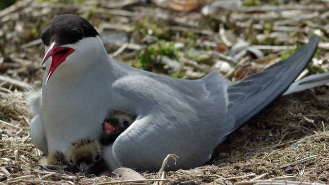 Arctic tern parent brooding two young chicks in the ground nest, on the Farne Islands, Northumberland
